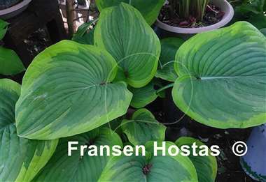 Hosta Dino